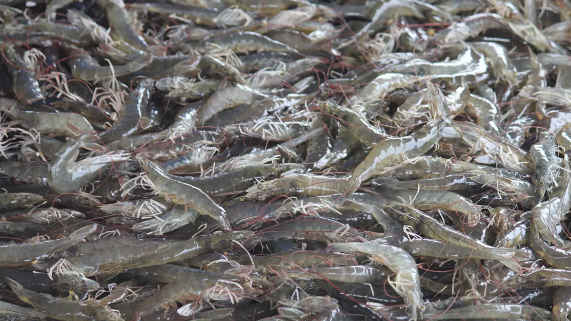 Encuesta sobre prácticas de gestión dirigida a productores y expertos Europeos en camarones